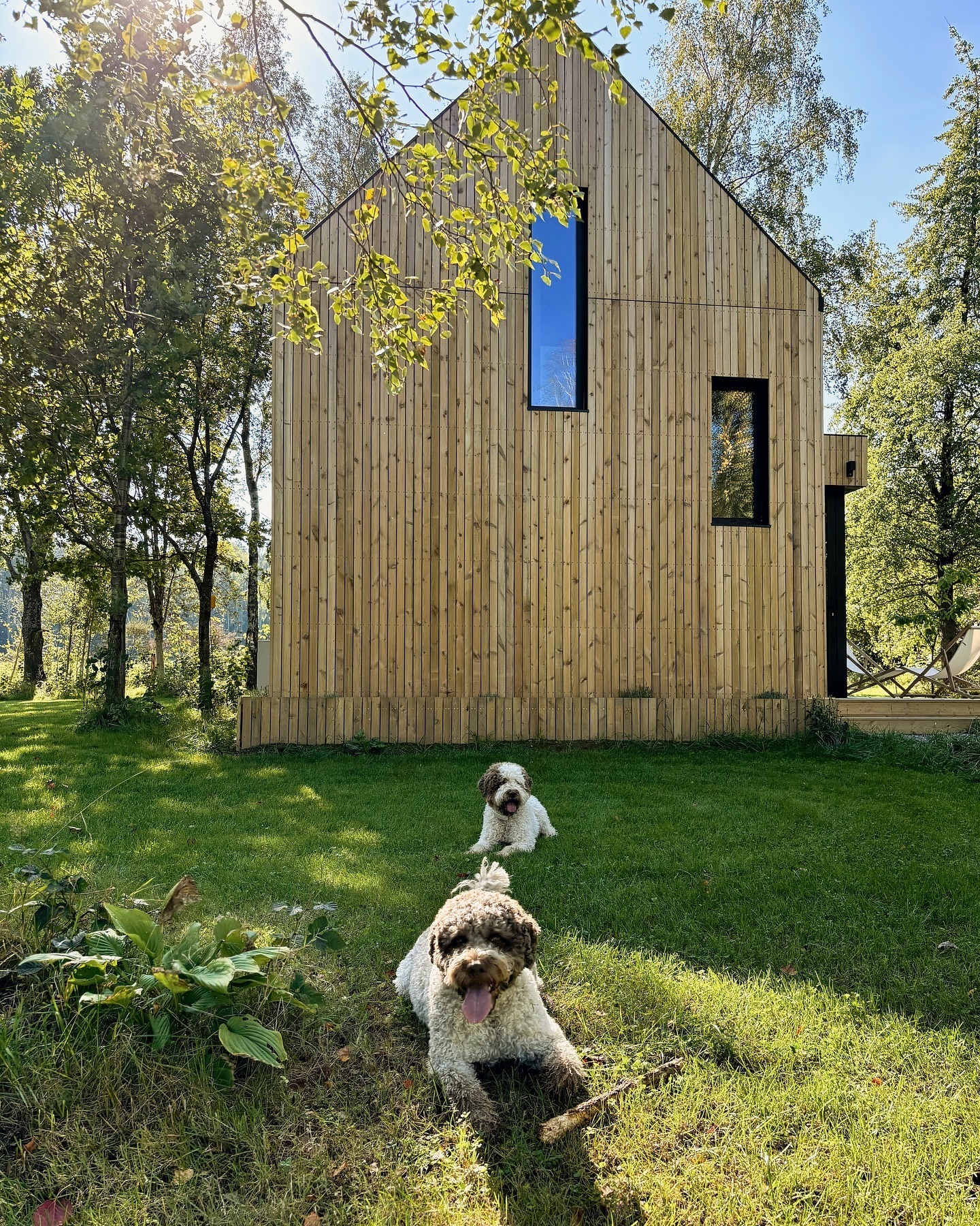 Dwa psy rasy lagotto leżące na trawie przed drewnianym domem